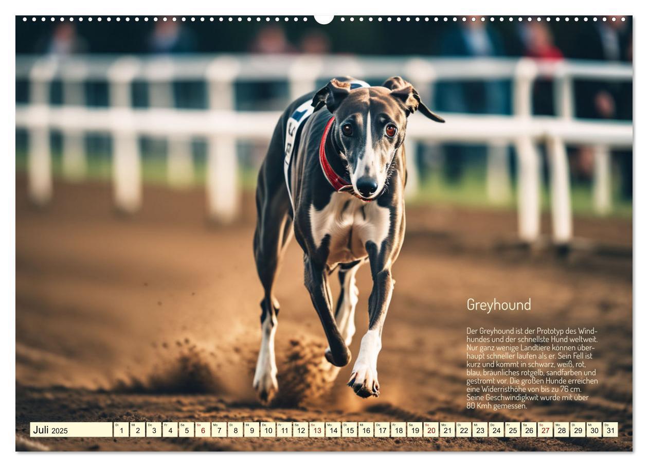 Bild: 9783457162163 | Windhunde im Portrait (Wandkalender 2025 DIN A2 quer), CALVENDO...