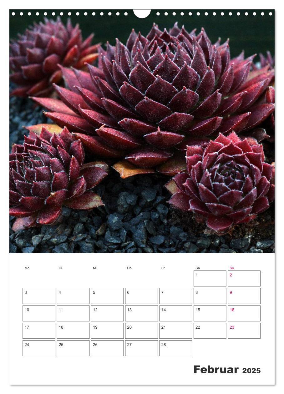 Bild: 9783457021675 | Ich liebe Sempervivum (Wandkalender 2025 DIN A3 hoch), CALVENDO...