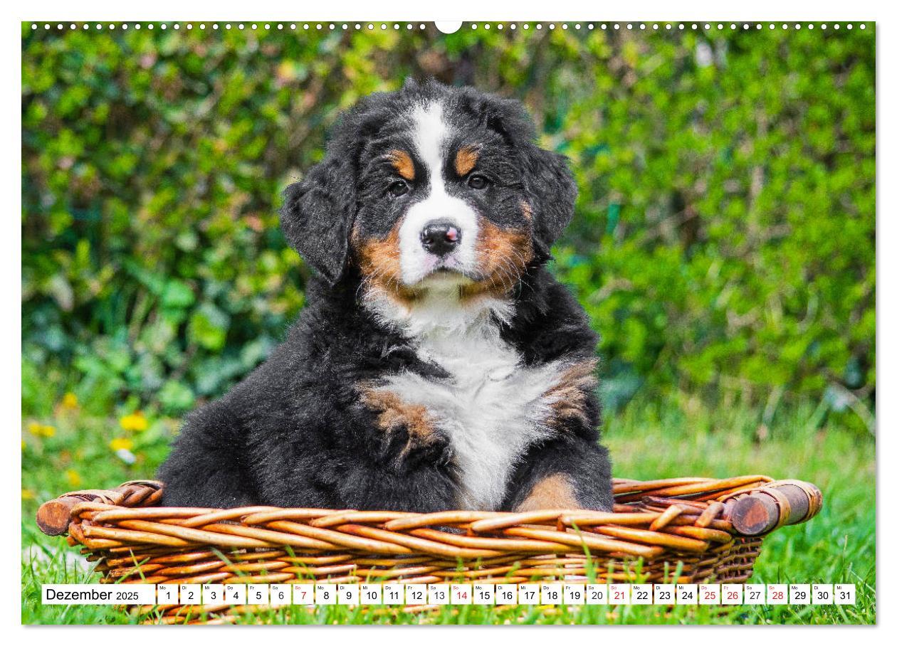 Bild: 9783435212460 | Kleine Herzen auf 4 Pfoten - Berner Sennenhunde (hochwertiger...