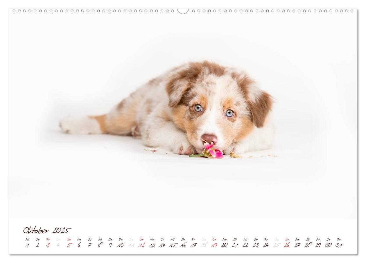 Bild: 9783435803804 | Wunderbare Australian Shepherds (hochwertiger Premium Wandkalender...