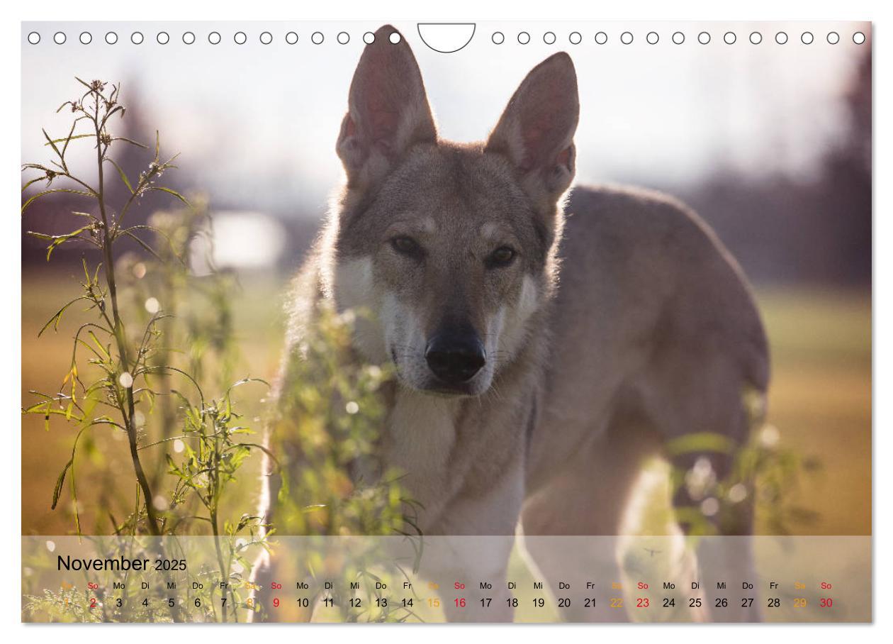 Bild: 9783435422081 | Wolfshunde 2025 (Wandkalender 2025 DIN A4 quer), CALVENDO...