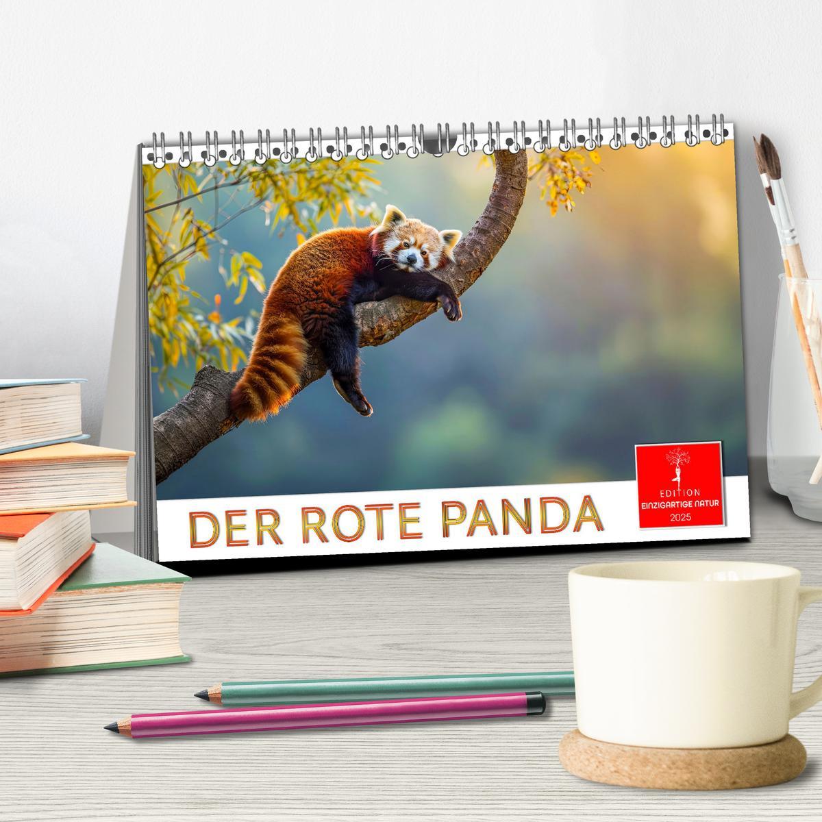 Bild: 9783457137208 | Der Rote Panda (Tischkalender 2025 DIN A5 quer), CALVENDO...