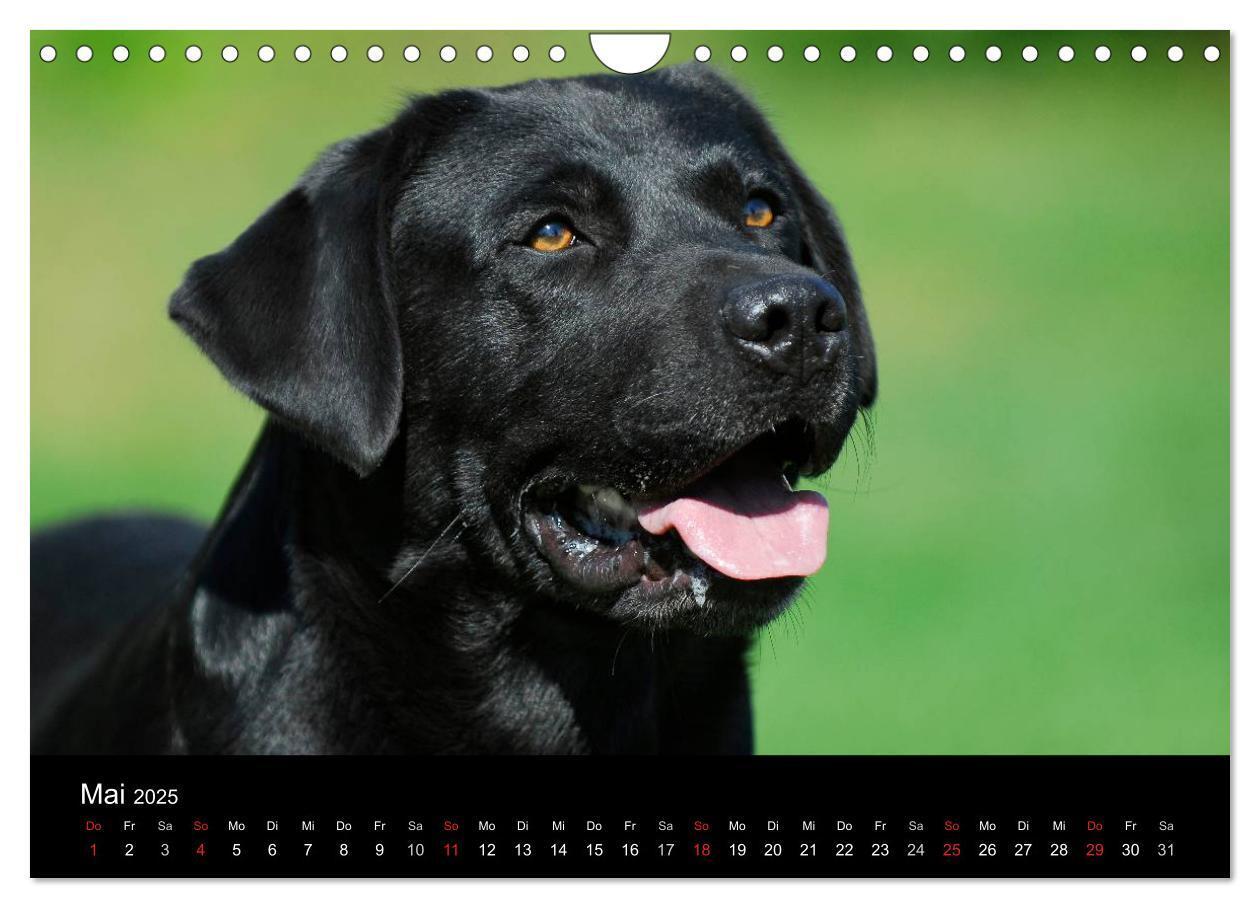 Bild: 9783435761692 | Labrador Retriever 2025 (Wandkalender 2025 DIN A4 quer), CALVENDO...