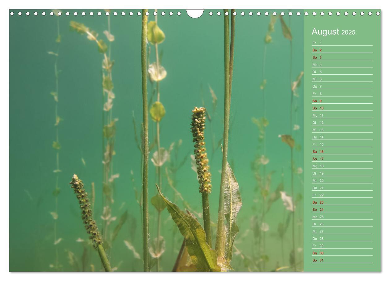 Bild: 9783435084821 | Baggersee - die grüne Welt (Wandkalender 2025 DIN A3 quer),...