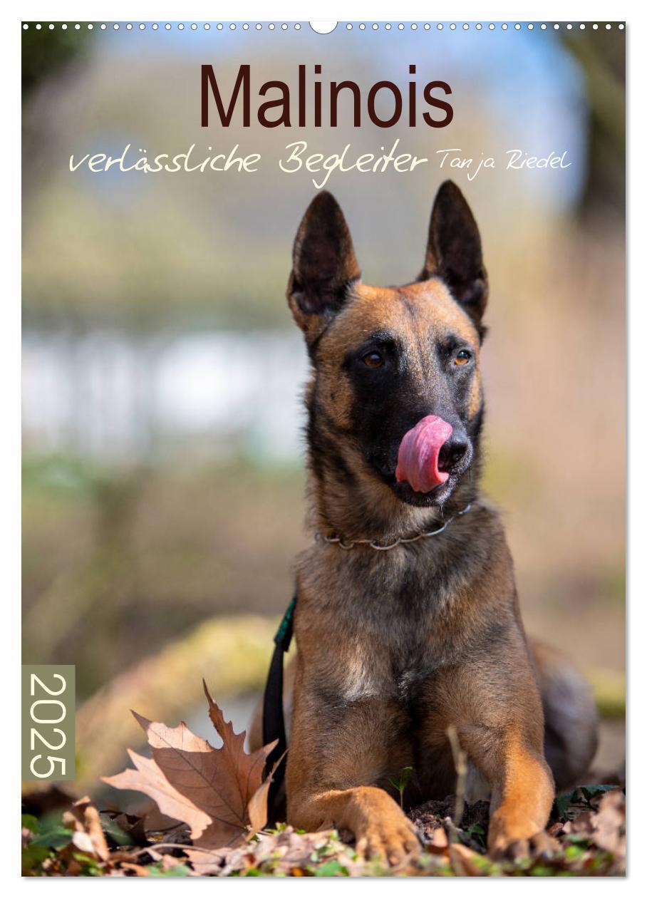 Cover: 9783435946624 | Malinois verlässliche Begleiter (Wandkalender 2025 DIN A2 hoch),...