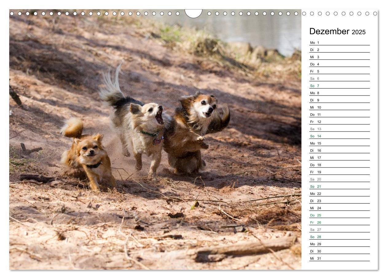 Bild: 9783435556786 | Chihuahuas - kleine Herzensbrecher (Wandkalender 2025 DIN A3 quer),...