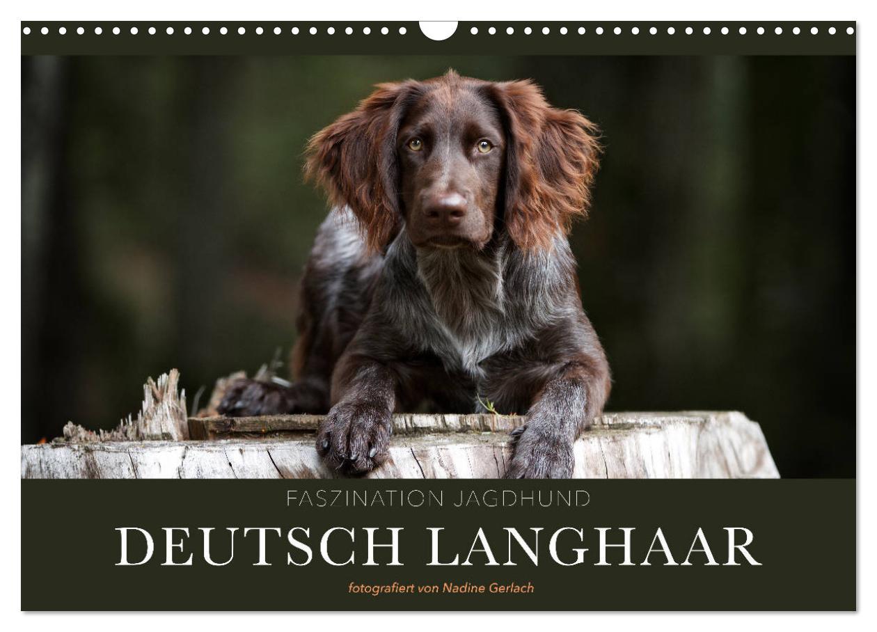 Cover: 9783435174126 | Faszination Jagdhund - Deutsch Langhaar (Wandkalender 2025 DIN A3...