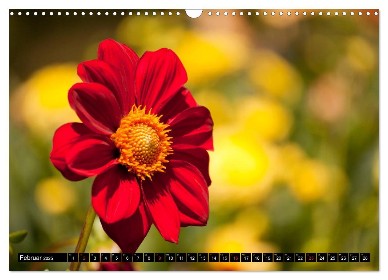 Bild: 9783435663651 | Dahlia - Dahlien (Wandkalender 2025 DIN A3 quer), CALVENDO...