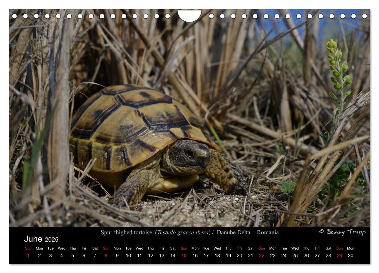 Bild: 9781325996001 | European Tortoises / UK-Version (Wall Calendar 2025 DIN A4...