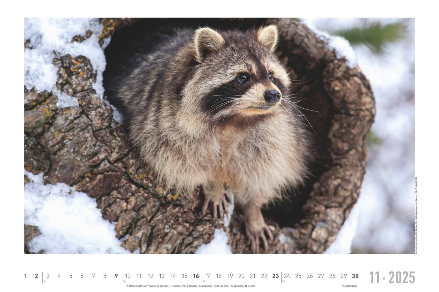 Bild: 4251732342197 | Lebensraum Wald 2025 - Bildkalender 49,5x33 cm - Tiere und Pflanzen...