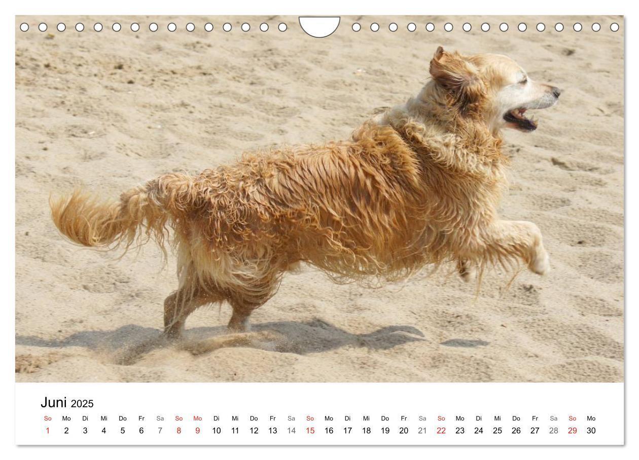 Bild: 9783435841028 | Golden Retriever Power (Wandkalender 2025 DIN A4 quer), CALVENDO...