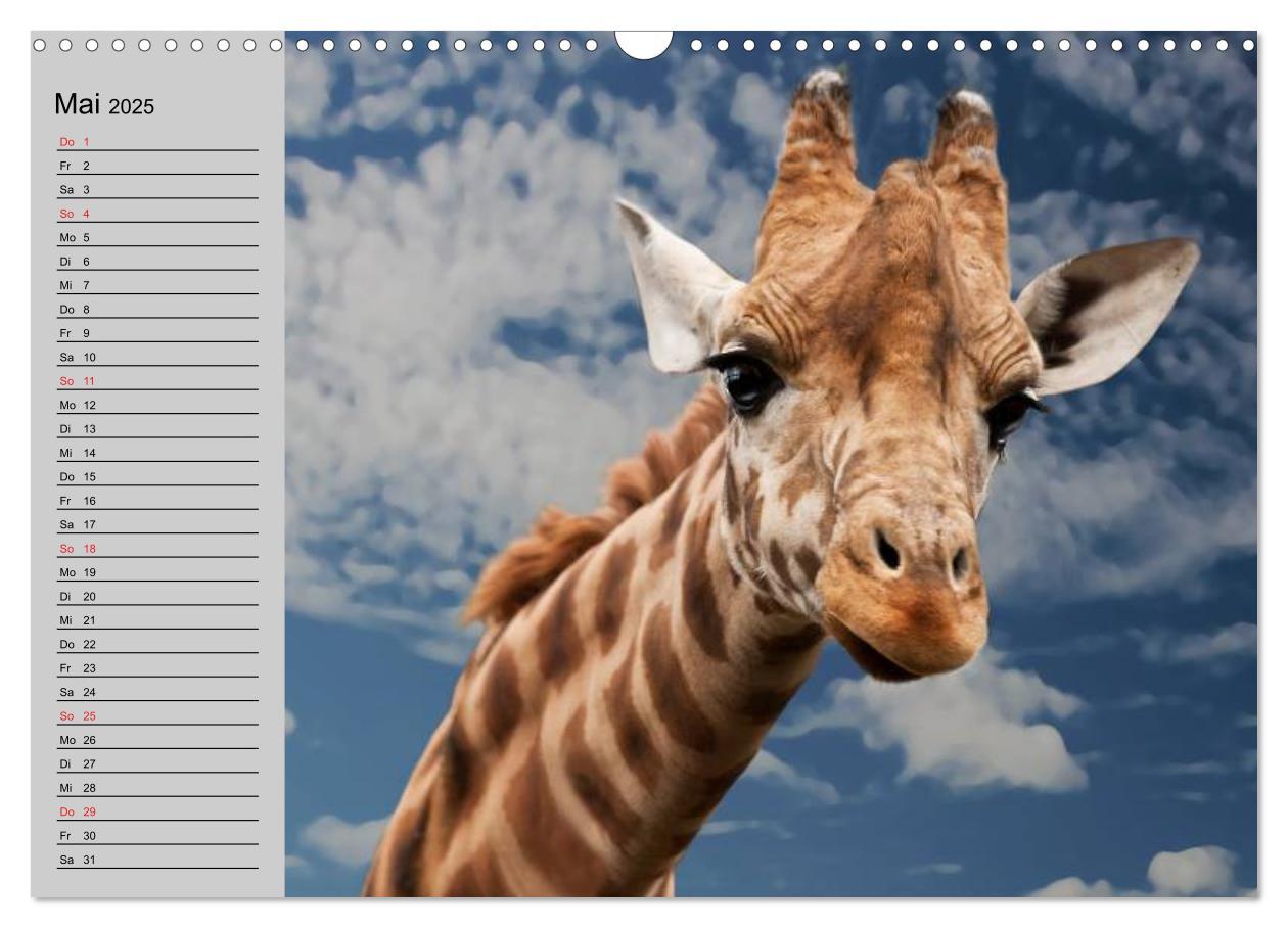 Bild: 9783435534968 | Giraffen. Dem Himmel so nah (Wandkalender 2025 DIN A3 quer),...