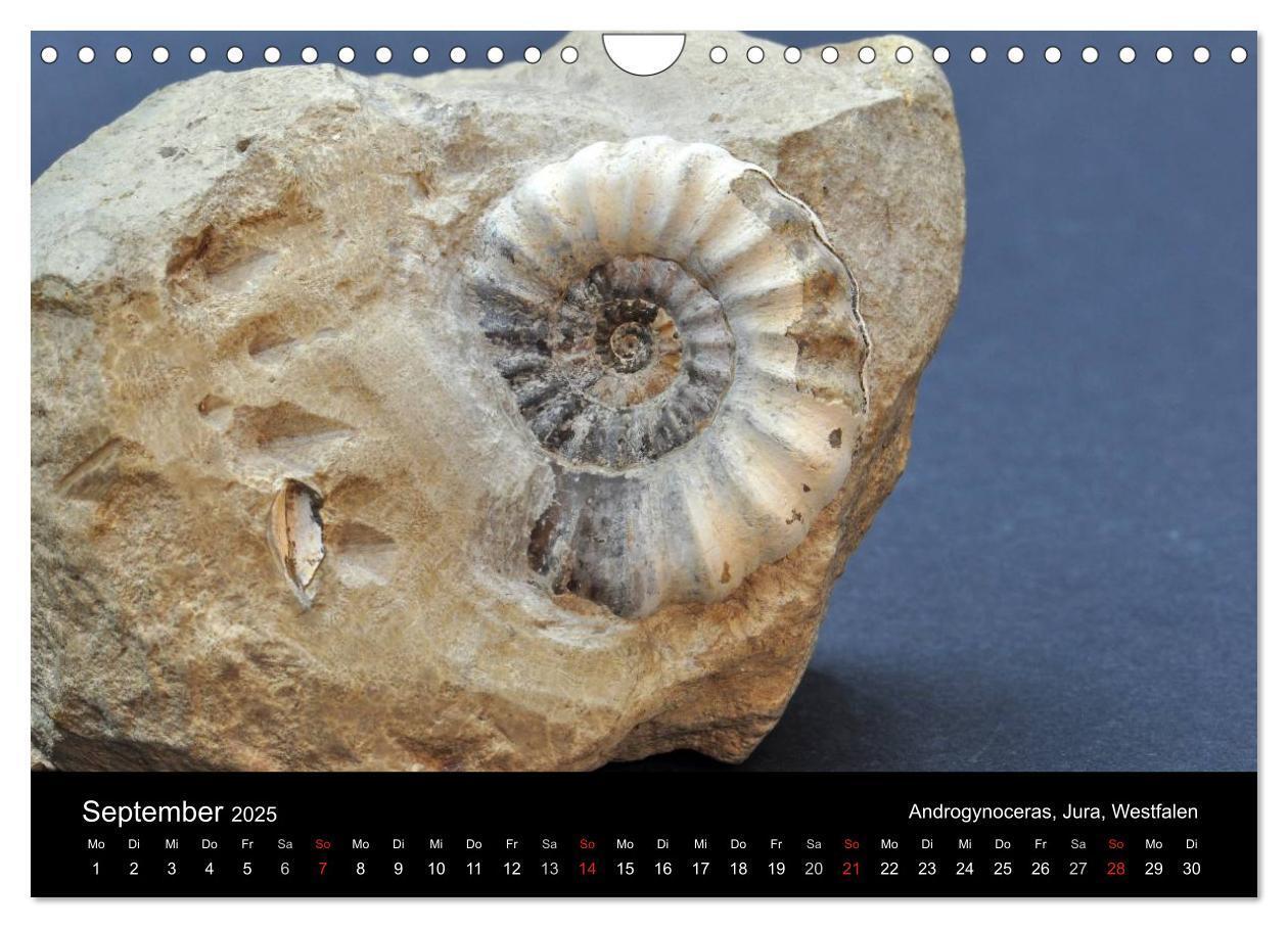 Bild: 9783435772056 | Fossilien - Zeugen der Urzeit (Wandkalender 2025 DIN A4 quer),...