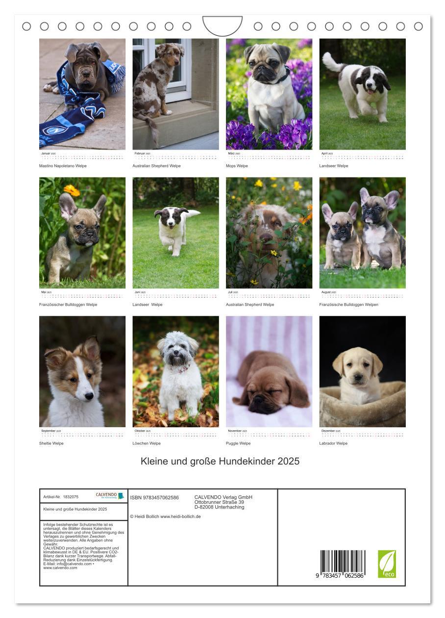 Bild: 9783457062586 | Kleine und große Hundekinder 2025 (Wandkalender 2025 DIN A4 hoch),...