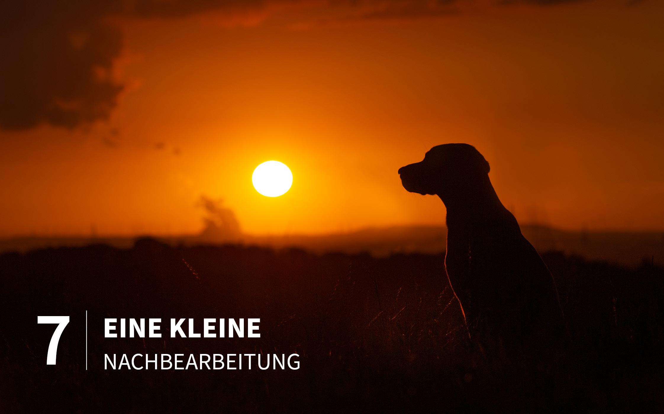 Bild: 9783832804909 | Hunde fotografieren - Kreative Bilder mit "Wau-Effekt" | Heuser Regine