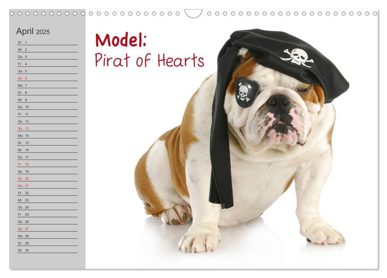 Bild: 9783435539048 | English Bulldog XXL Models (Wandkalender 2025 DIN A3 quer),...