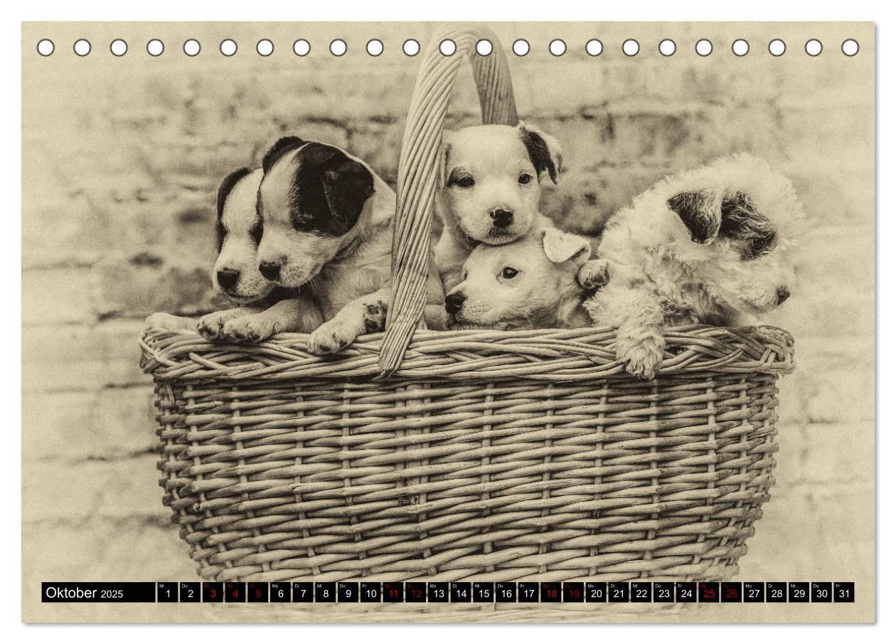 Bild: 9783435399604 | Parson Jack Russel Welpen (Tischkalender 2025 DIN A5 quer),...