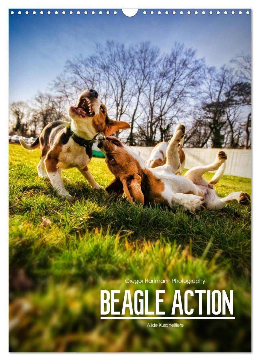 Cover: 9783435994915 | Beagle Action - Wilde Kuscheltiere (Wandkalender 2025 DIN A3 hoch),...