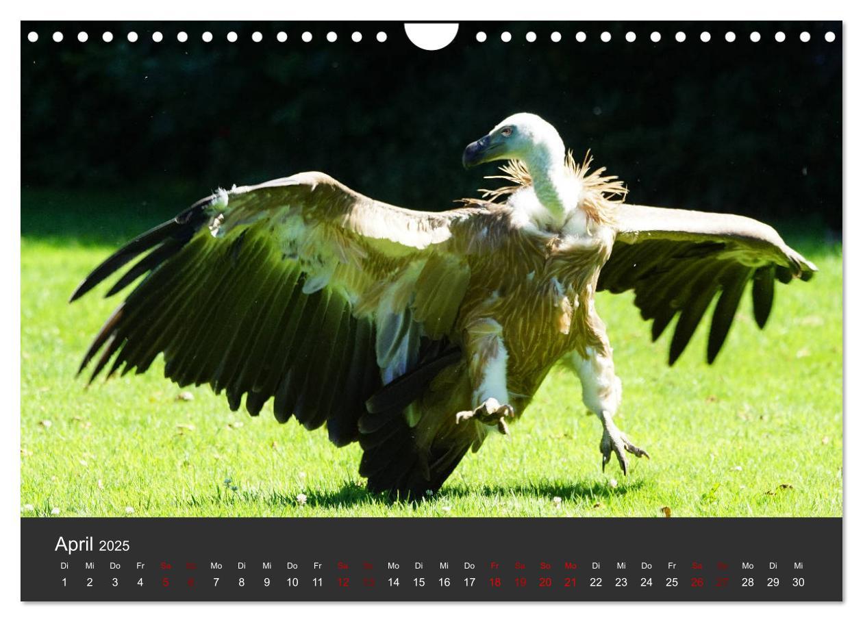 Bild: 9783435402946 | Faszination der Greifvögel und Geier (Wandkalender 2025 DIN A4...