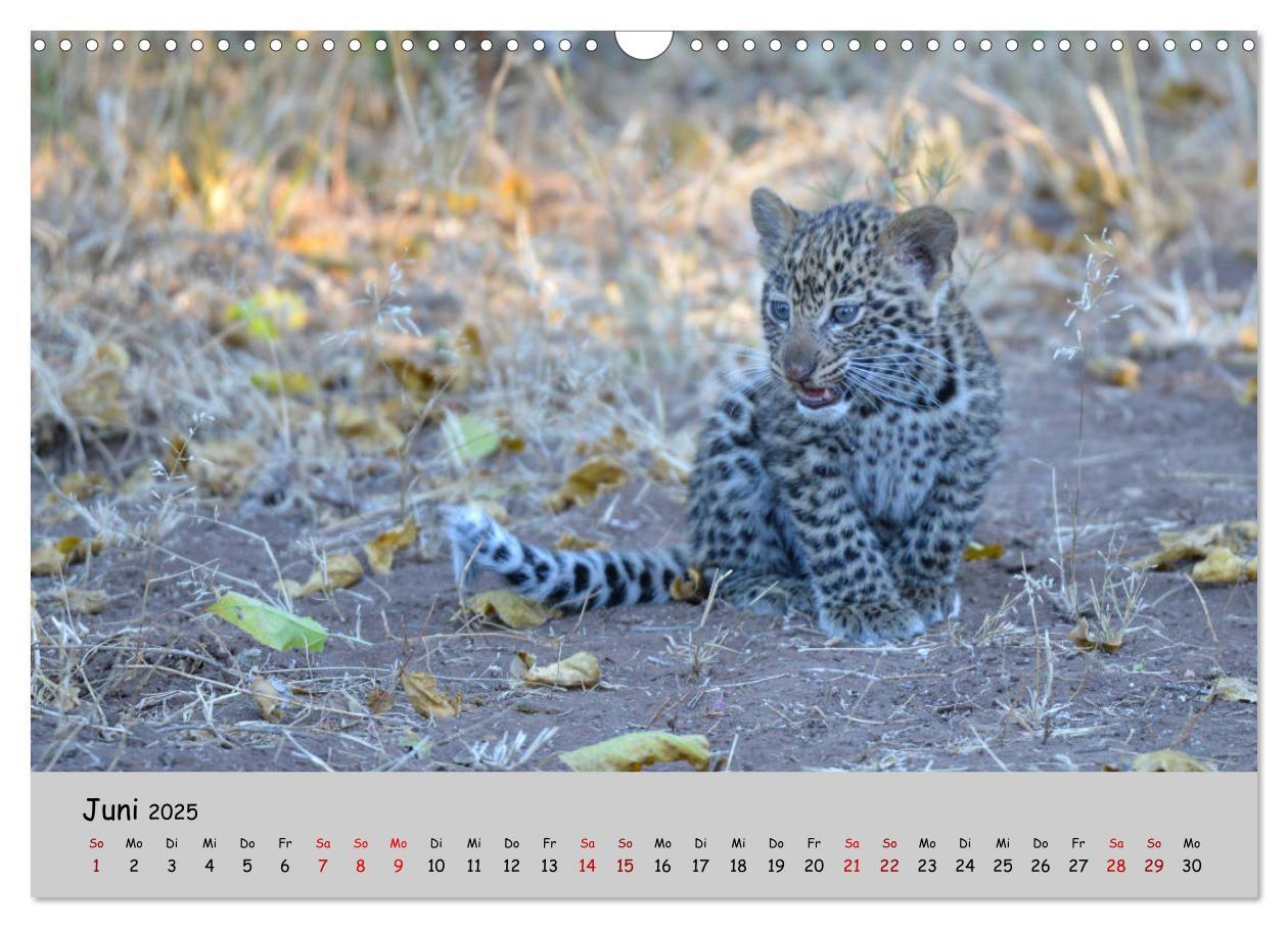 Bild: 9783435365753 | Leoparden - groß und klein (Wandkalender 2025 DIN A3 quer),...