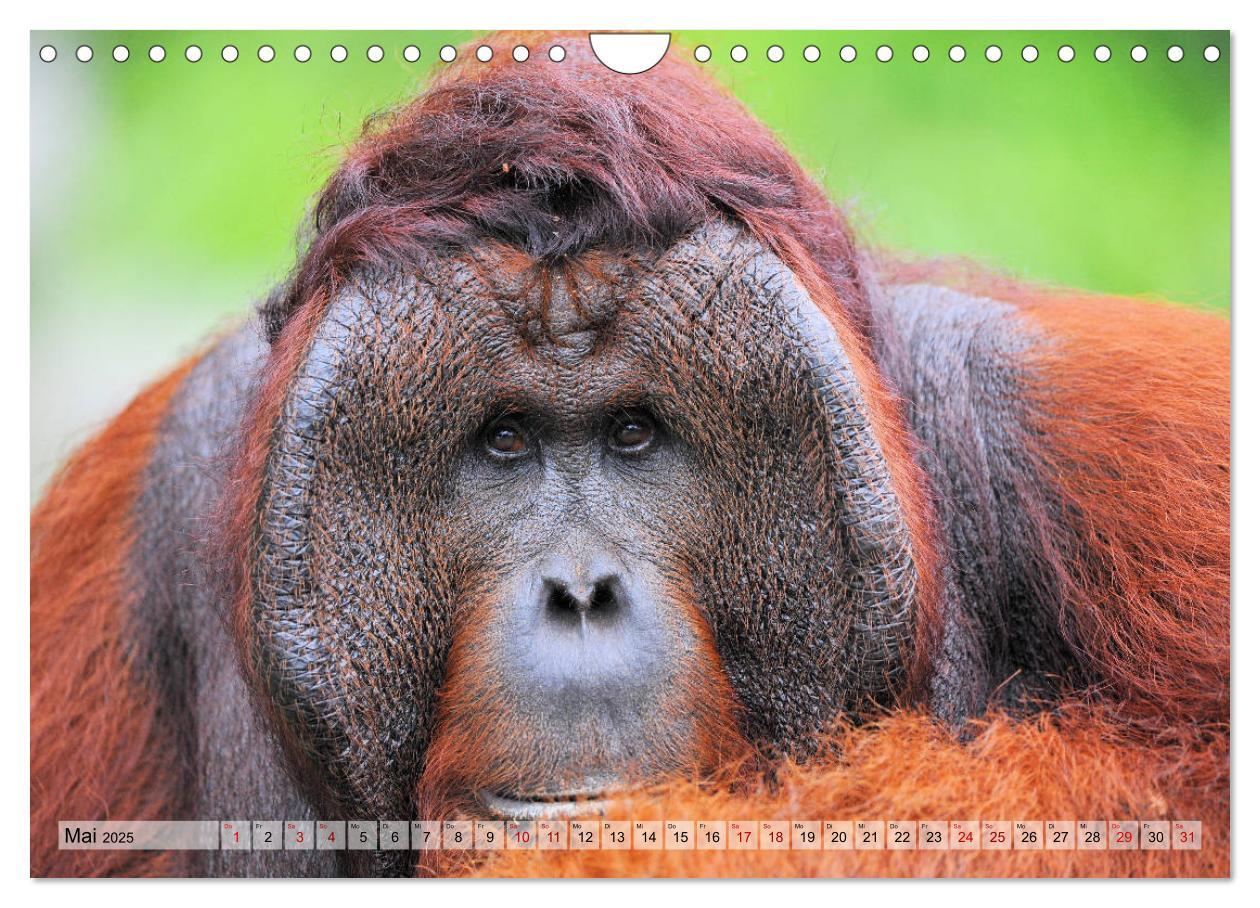 Bild: 9783435228133 | Orang Utans: Zu Besuch im Regenwald (Wandkalender 2025 DIN A4...