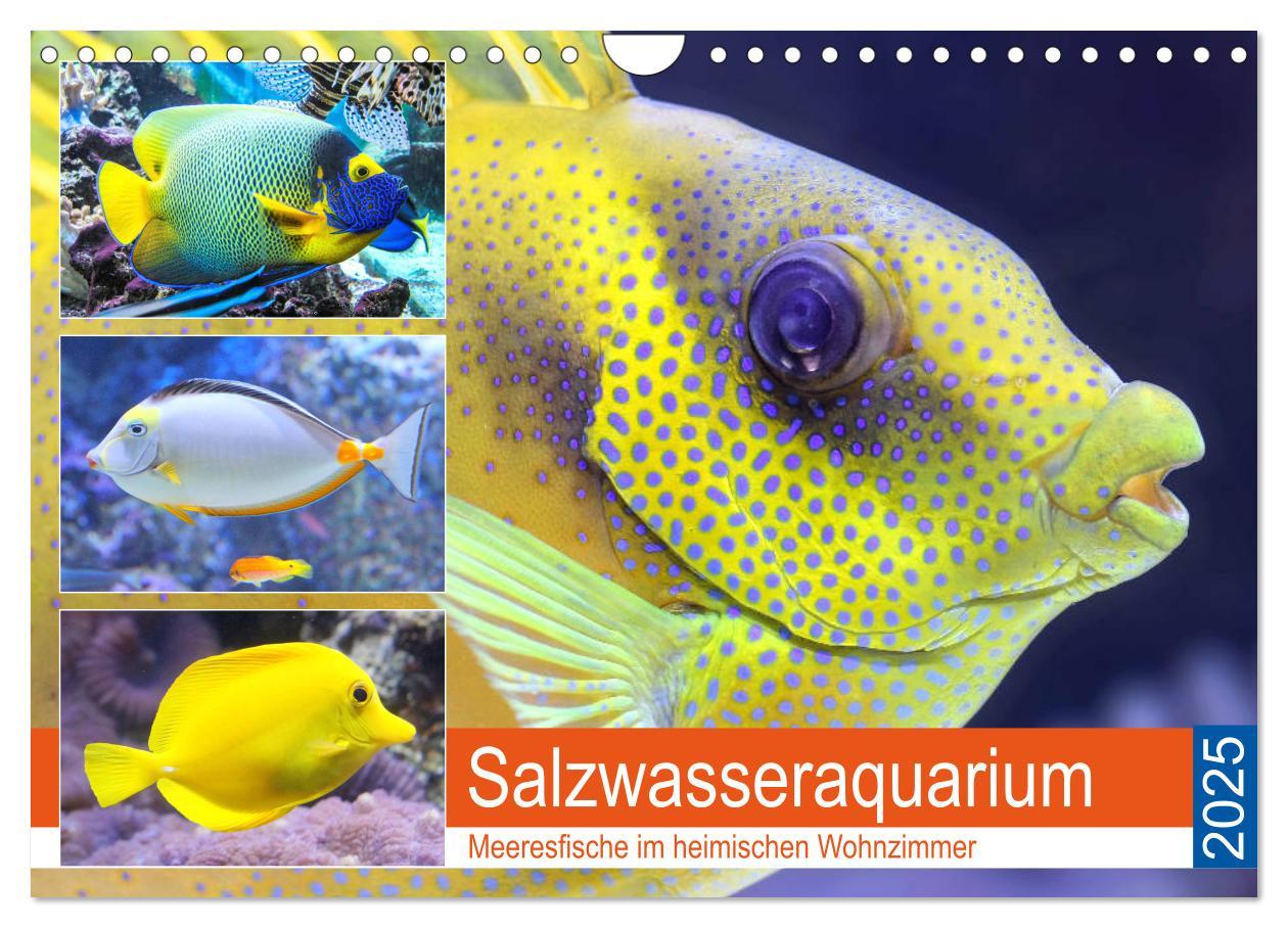 Cover: 9783435201952 | Salzwasseraquarium. Meeresfische im heimischen Wohnzimmer...