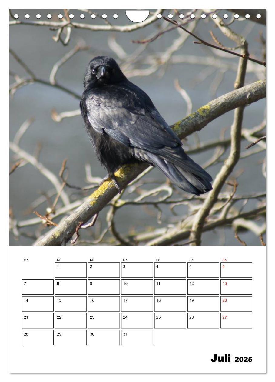 Bild: 9783457021088 | Rabenvögel Terminplaner (Wandkalender 2025 DIN A4 hoch), CALVENDO...