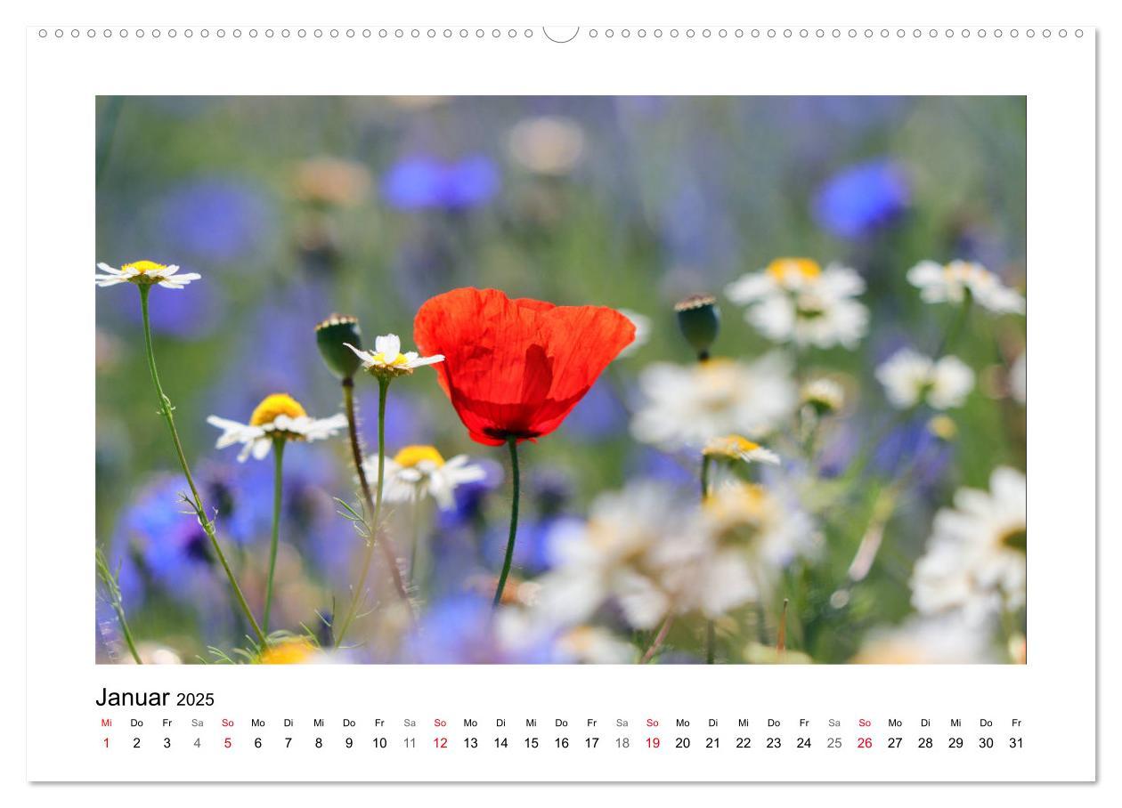 Bild: 9783435135431 | Mohn, zarte Blüten, starke Farben (Wandkalender 2025 DIN A2 quer),...