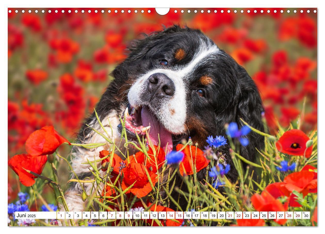 Bild: 9783383924972 | Berner Sennenhund - Eine Liebe für´s Leben (Wandkalender 2025 DIN...