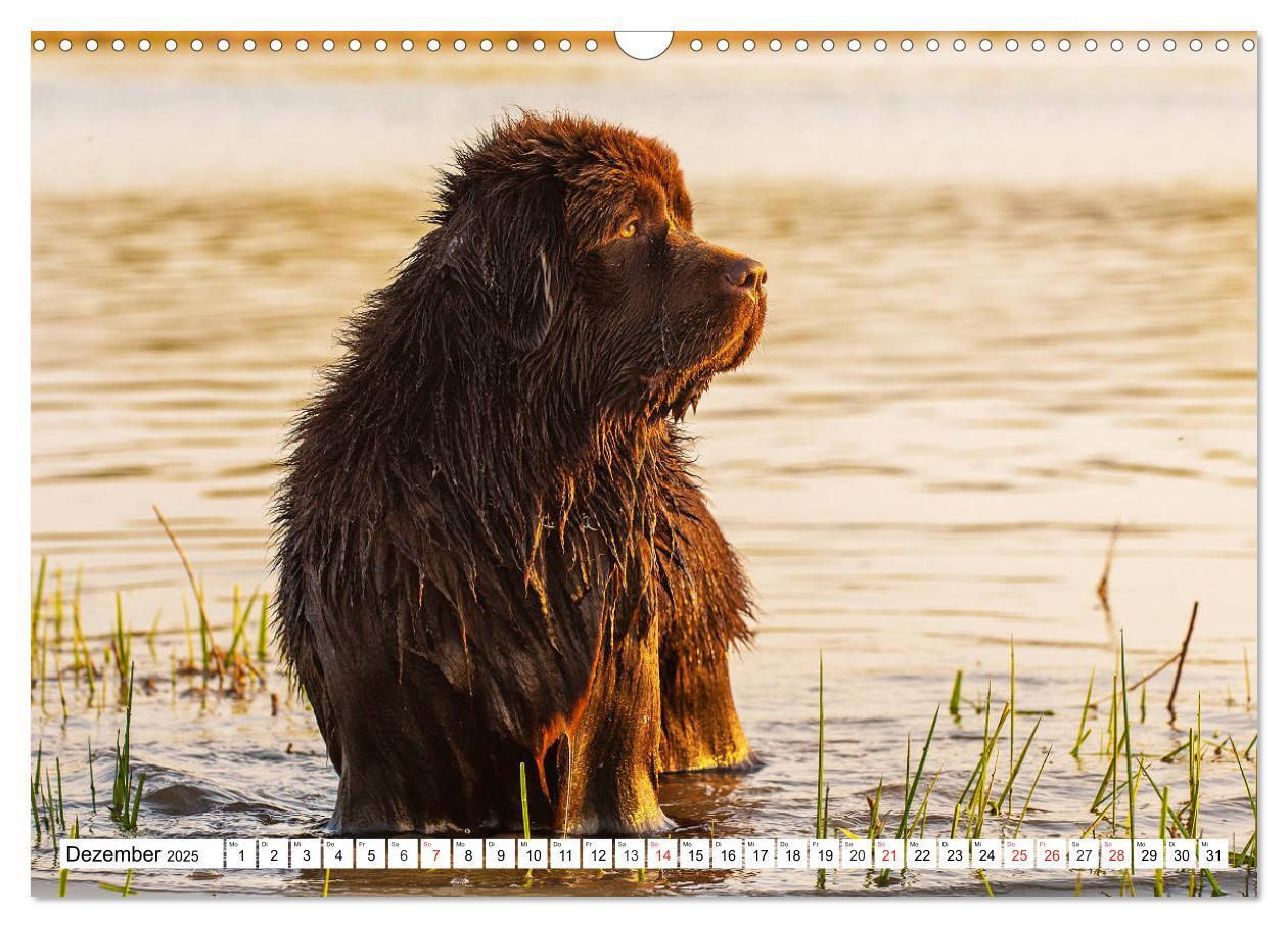 Bild: 9783435306206 | Neufundländer - Das Wasser ist ihr Element (Wandkalender 2025 DIN...