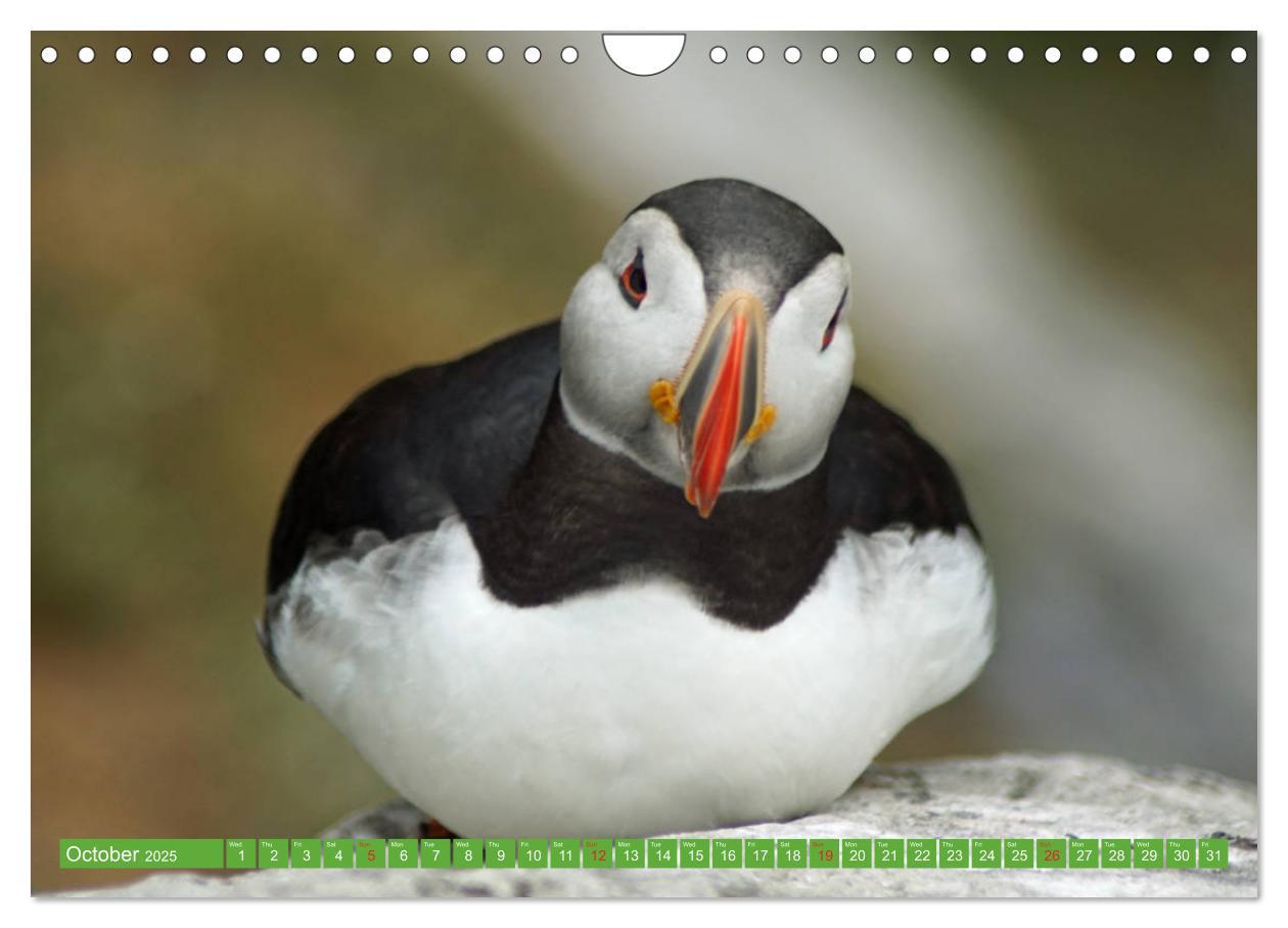 Bild: 9781325944064 | Puffins - small birds very big (Wall Calendar 2025 DIN A4...