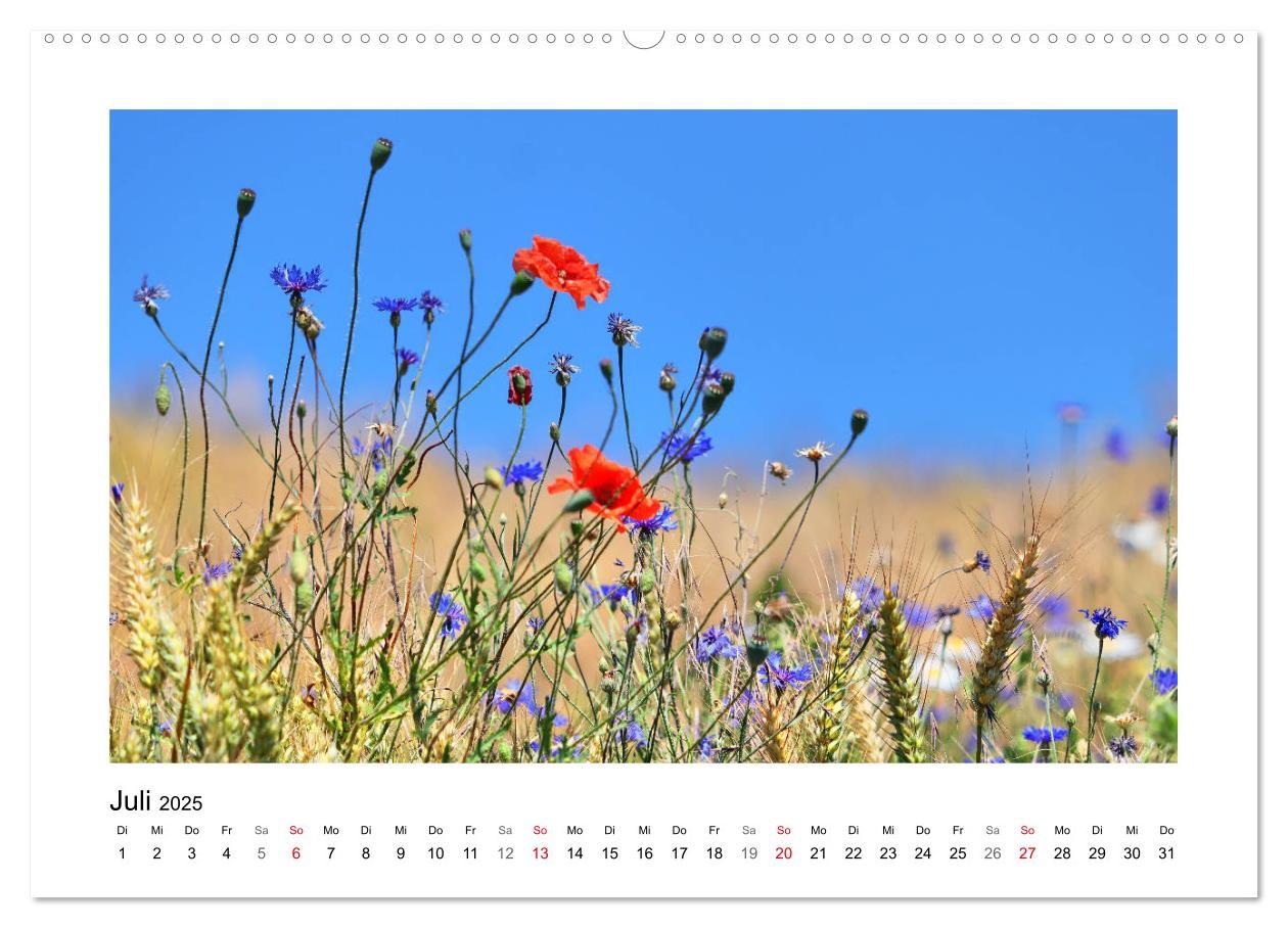 Bild: 9783435135431 | Mohn, zarte Blüten, starke Farben (Wandkalender 2025 DIN A2 quer),...