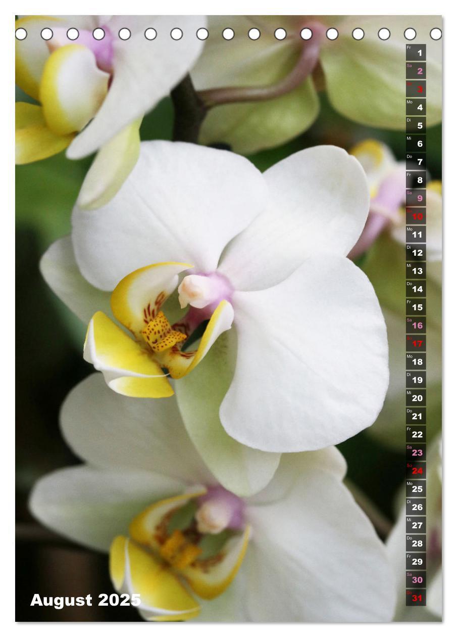 Bild: 9783435843077 | Phalaenopsis - Schöne Schmetterlingsorchideen (Tischkalender 2025...