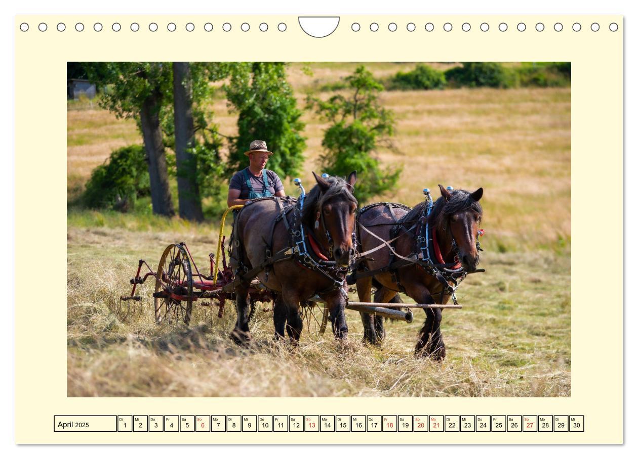 Bild: 9783435102174 | Arbeitspferde - Alltag des belgischen Kaltbluts (Wandkalender 2025...