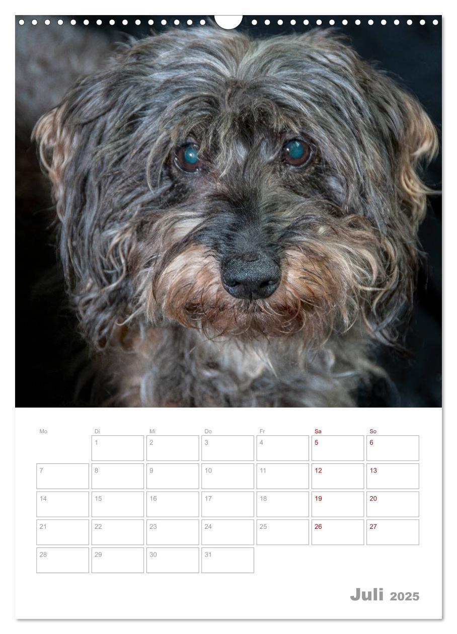 Bild: 9783435973668 | Dackelportraits (Wandkalender 2025 DIN A3 hoch), CALVENDO...