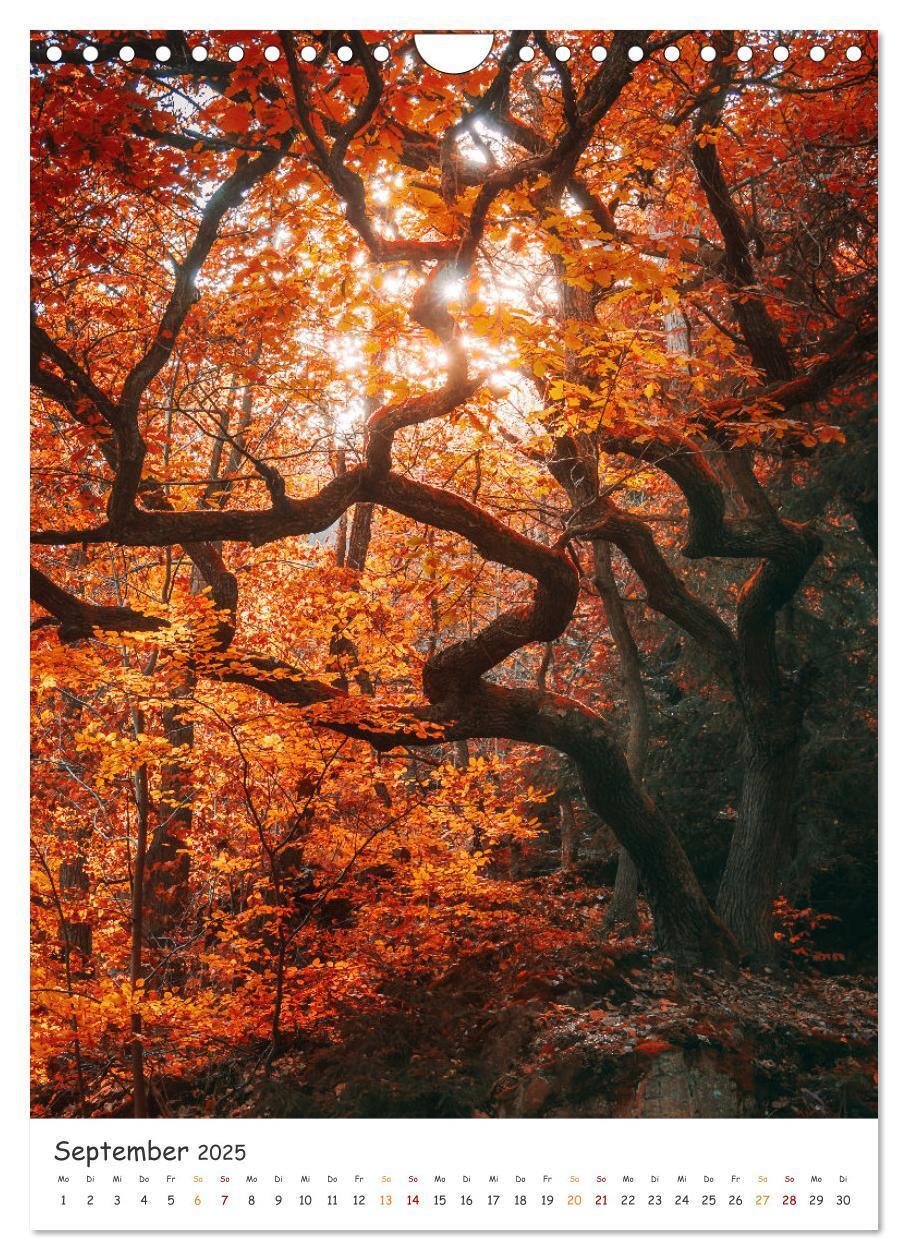 Bild: 9783435883516 | Bäume im Harz (Wandkalender 2025 DIN A4 hoch), CALVENDO Monatskalender