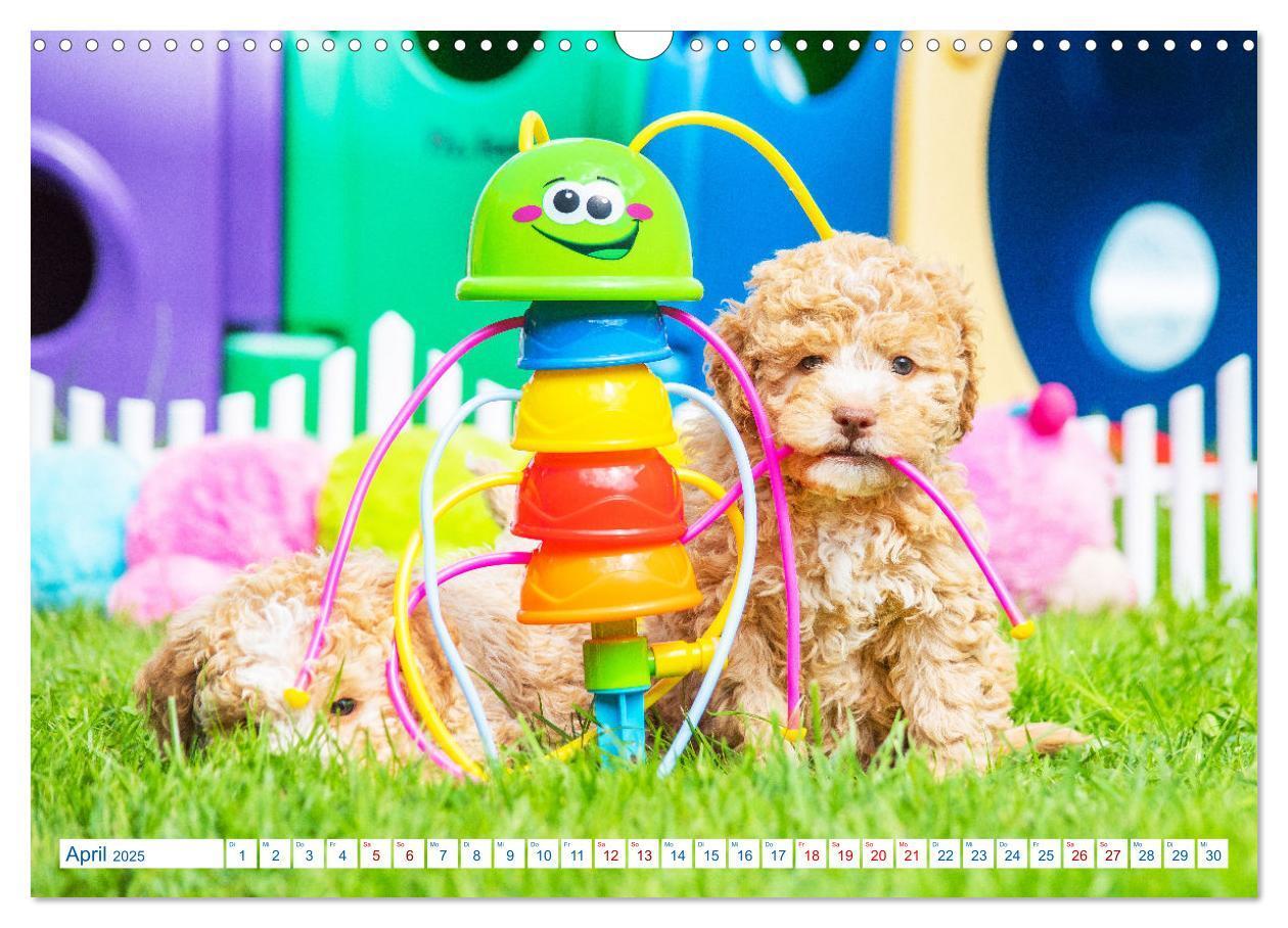 Bild: 9783435028313 | Lagotto Romagnolo - Bilder aus der Kinderstube (Wandkalender 2025...