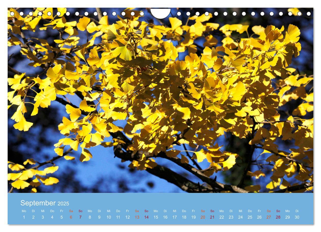 Bild: 9783435304981 | Geliebter Ginkgo (Wandkalender 2025 DIN A4 quer), CALVENDO...