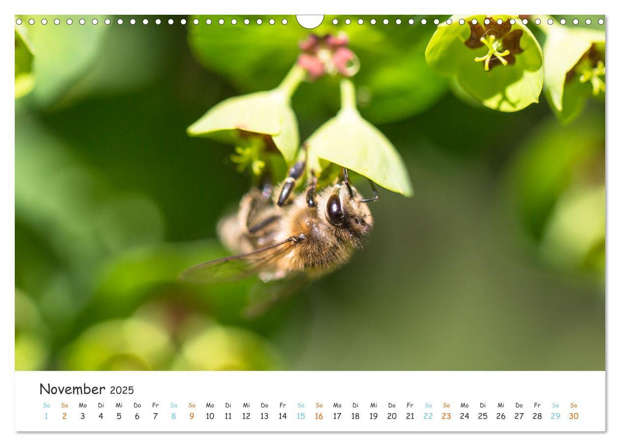 Bild: 9783435051809 | Bee Beautiful - Die phantastische Welt der Bienen (Wandkalender...