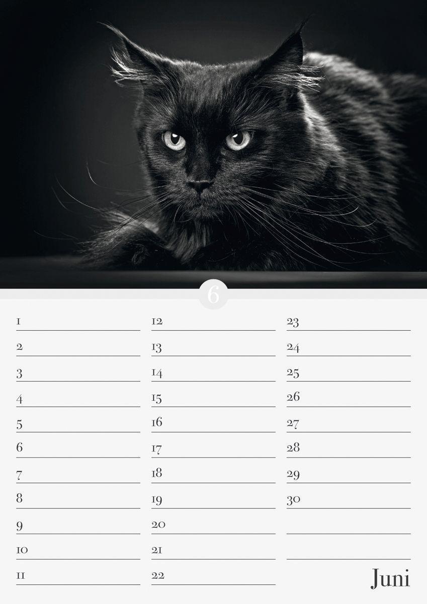 Bild: 9783840737169 | Geburtstagskalender Katzenwelt immerwährend | ALPHA EDITION | Kalender