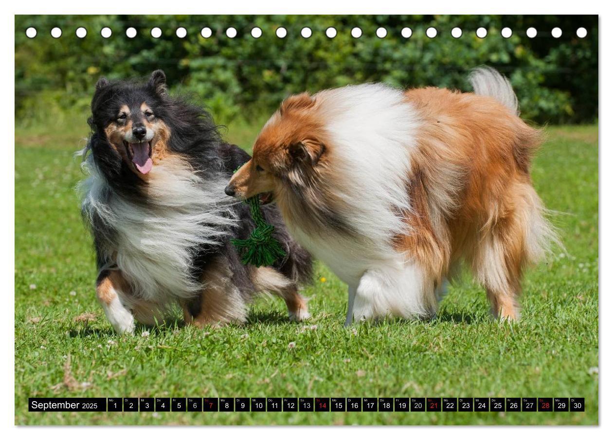 Bild: 9783435568147 | Collie - Mein bester Freund (Tischkalender 2025 DIN A5 quer),...