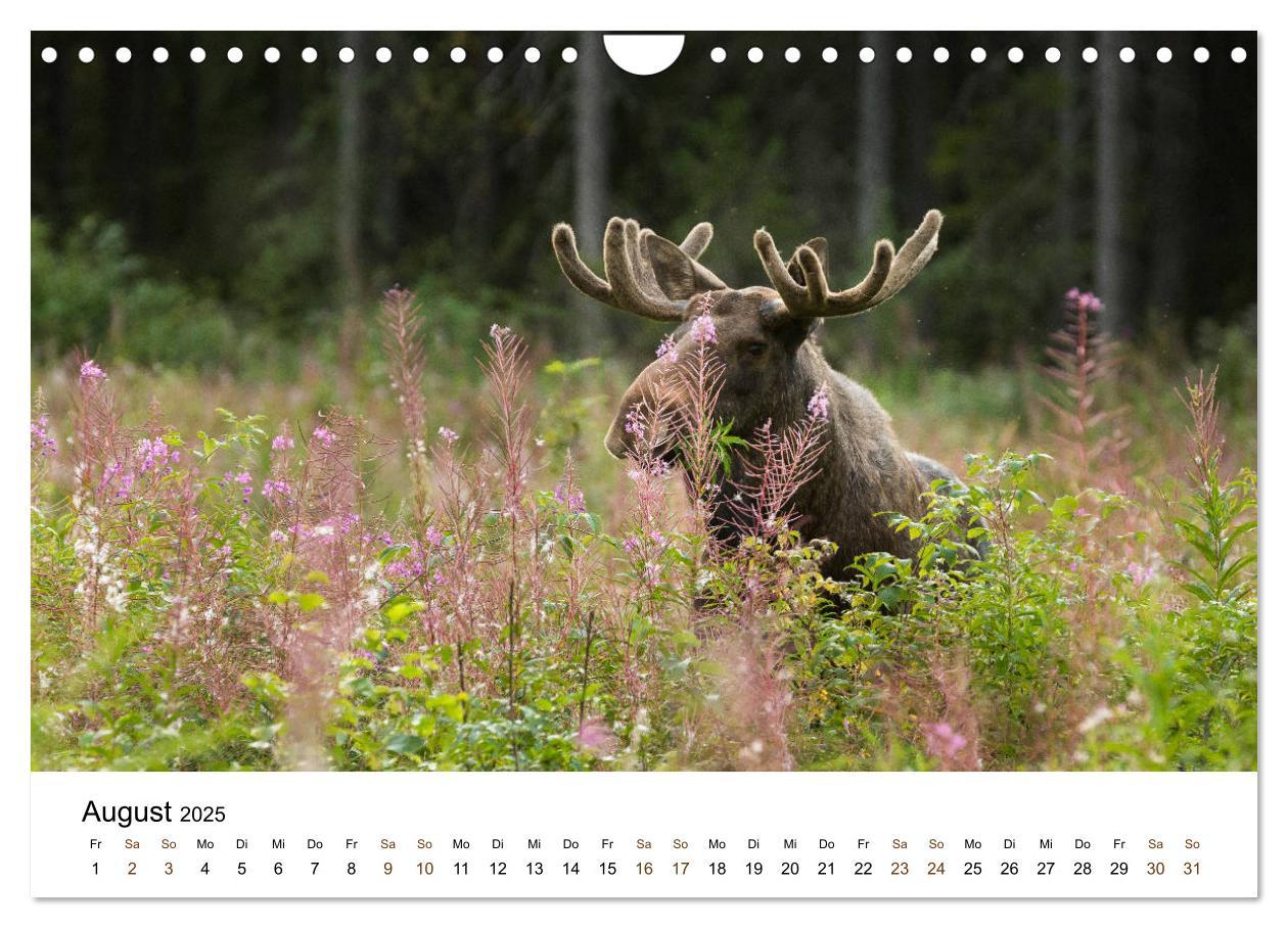 Bild: 9783435354986 | Finnland: eine tierische Entdeckungsreise (Wandkalender 2025 DIN A4...