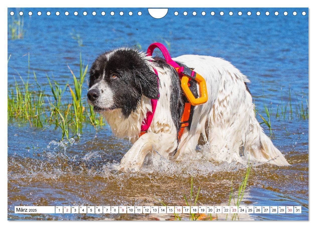 Bild: 9783435306251 | Landseer - Ein starker Freund auf 4 Pfoten (Wandkalender 2025 DIN...