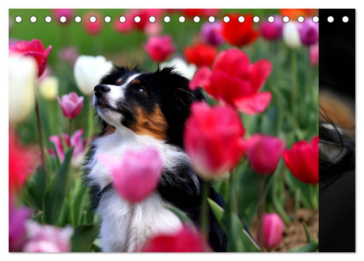 Bild: 9783435185153 | Australian Shepherd Tri Color (Tischkalender 2025 DIN A5 quer),...