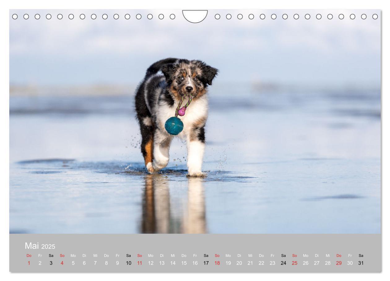 Bild: 9783435673247 | Australian Shepherd 2025 (Wandkalender 2025 DIN A4 quer), CALVENDO...