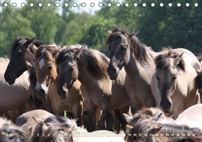 Bild: 9783660482171 | Dülmener Wildpferde - Gefährdete Nutztierrasse (Tischkalender...