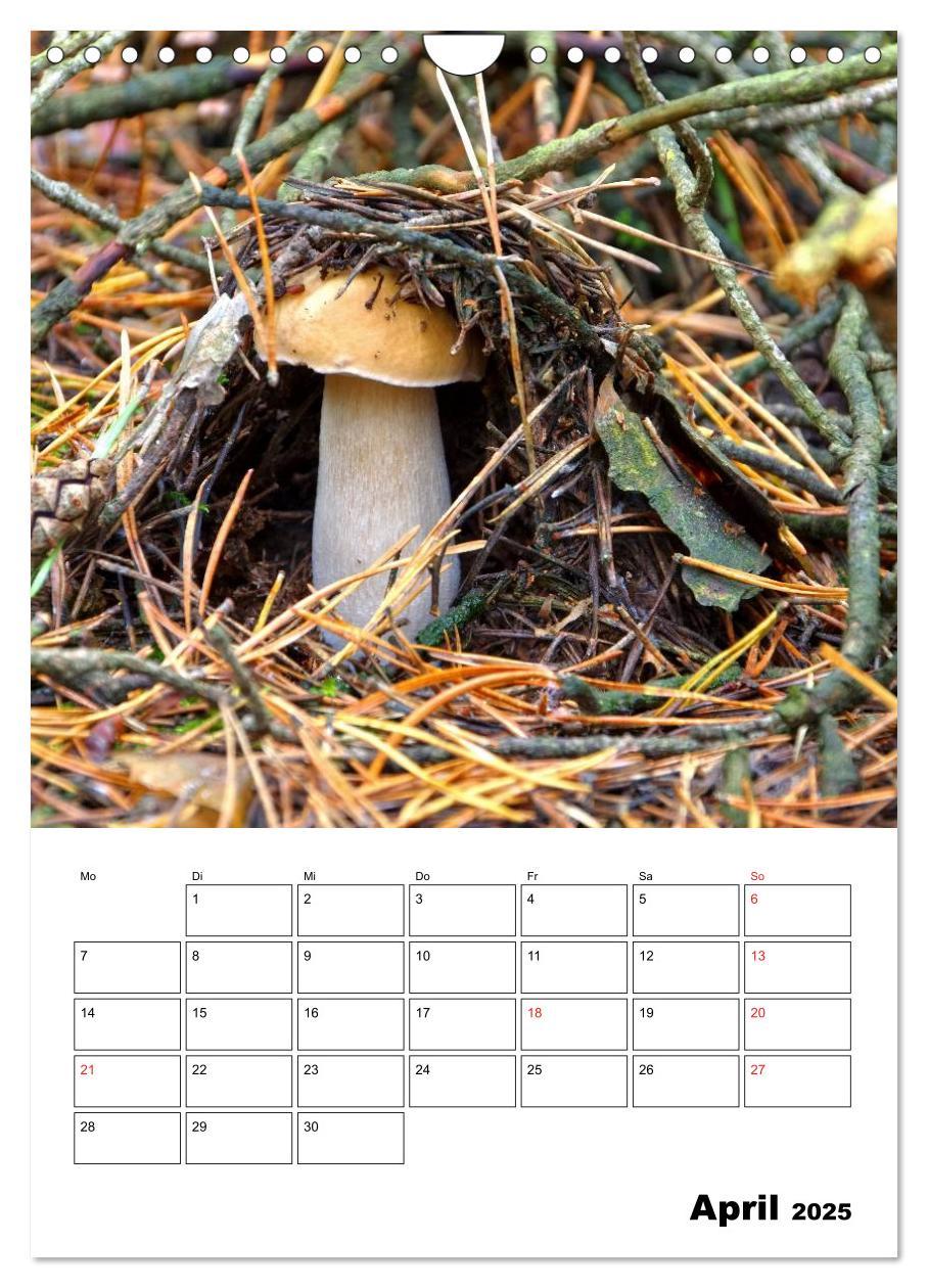 Bild: 9783457054857 | Heimische Waldpilze (Wandkalender 2025 DIN A4 hoch), CALVENDO...