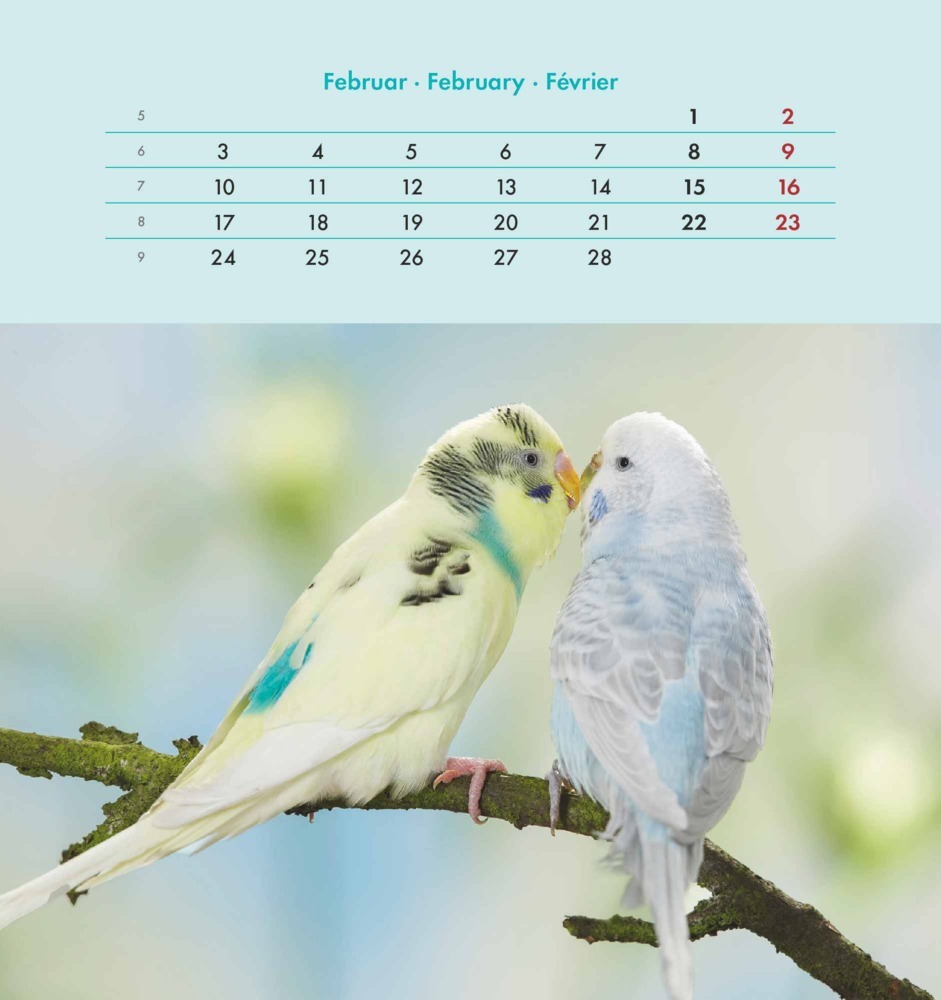 Bild: 4251732342319 | Wellensittiche 2025 - Postkartenkalender 16x17 cm - Budgies - zum...