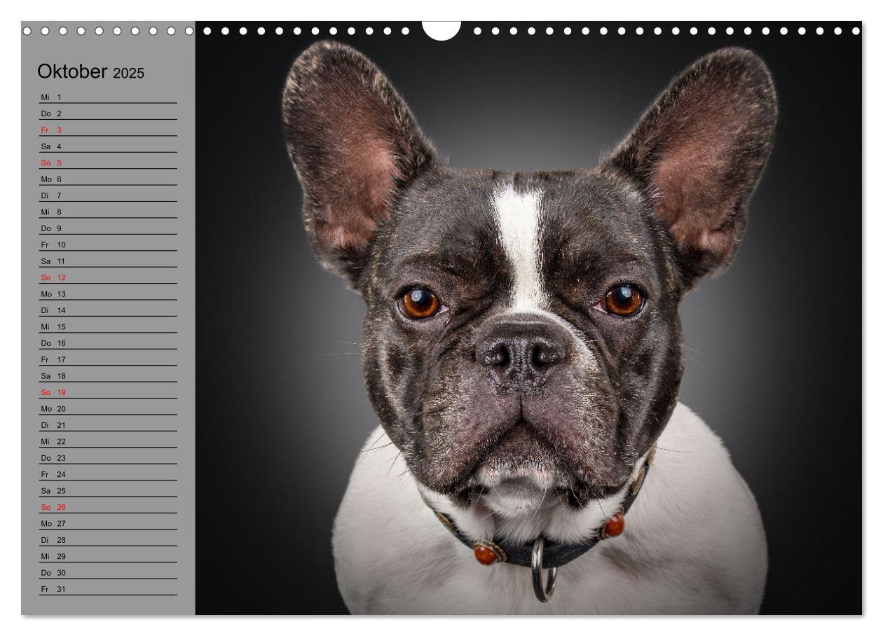 Bild: 9783435030927 | Bullymania - Französische Bulldoggen (Wandkalender 2025 DIN A3...