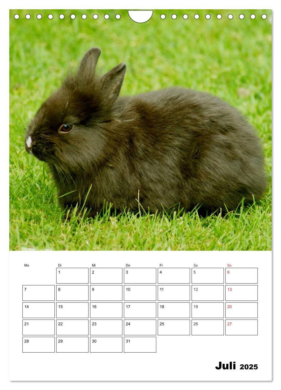 Bild: 9783457013236 | Kaninchen Terminplaner (Wandkalender 2025 DIN A4 hoch), CALVENDO...